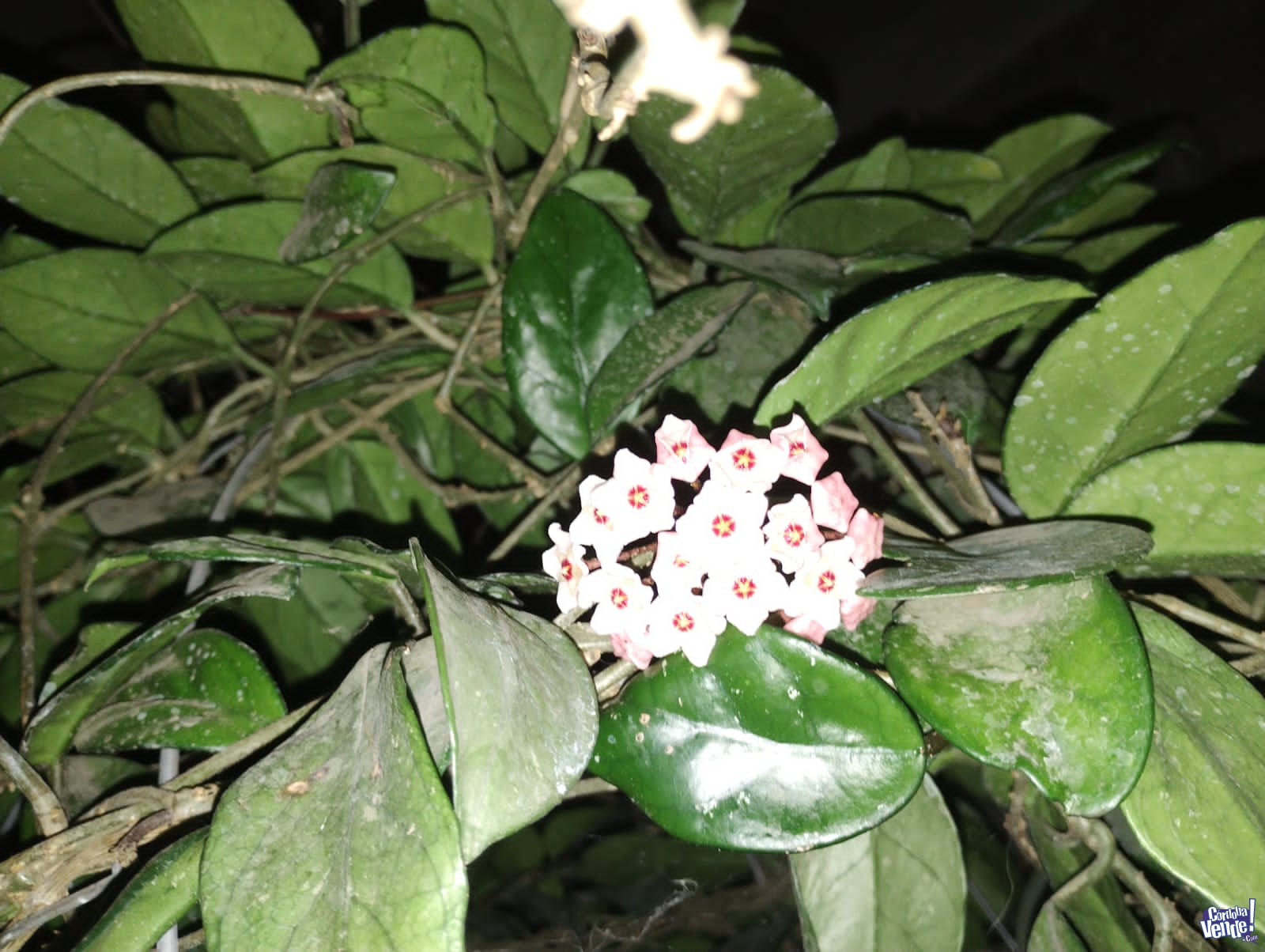 Hoya Carnosa - Planta Flor De Porcelana en Córdoba Vende