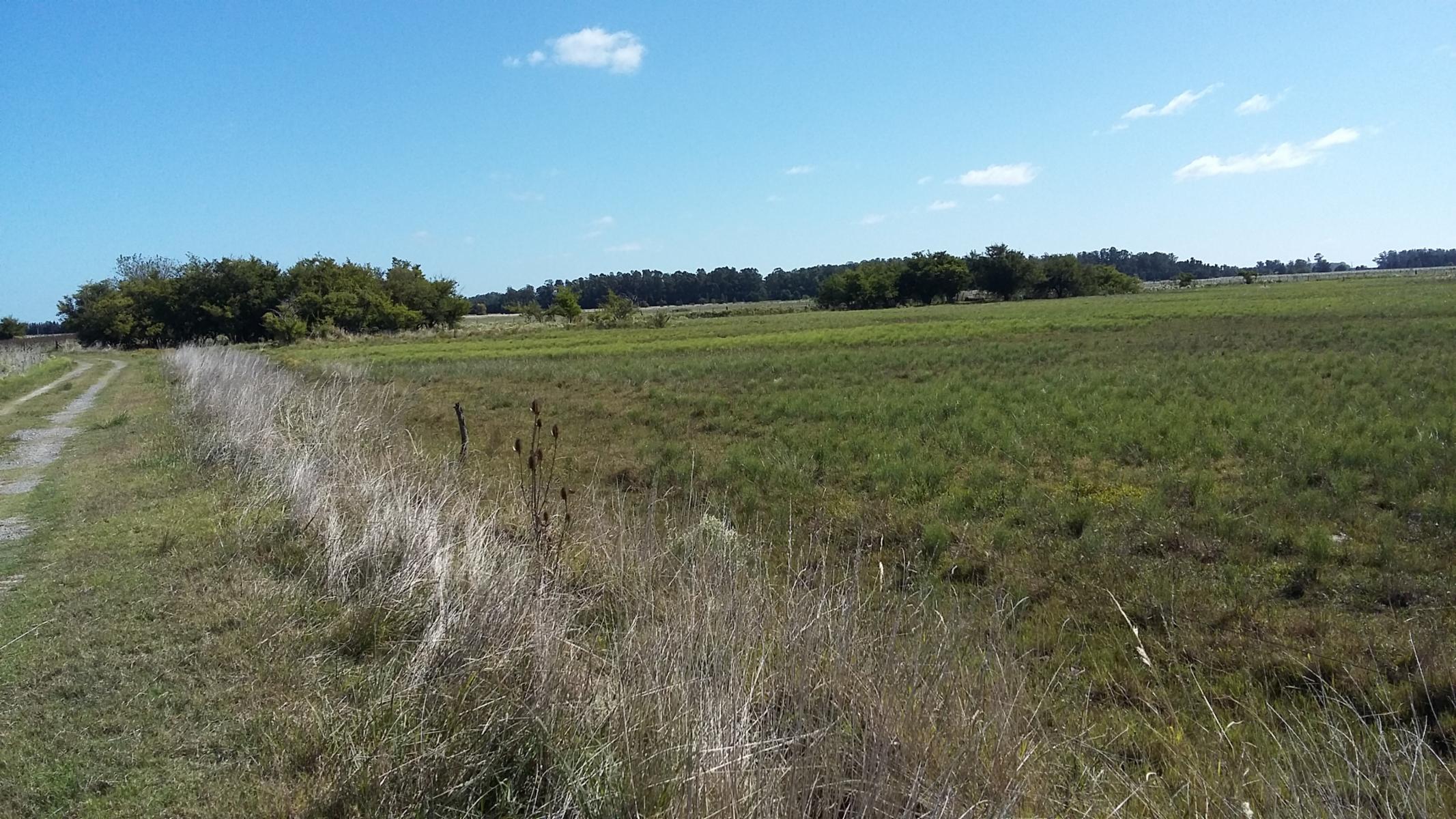 CAMPO 12,5 HECTÁREAS EN LAS TAHONAS