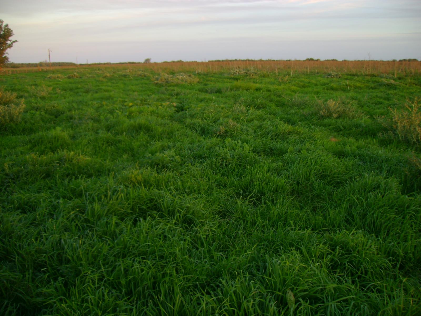 CAMPO AGRÍCOLA 183 has en Venta en Chascomús