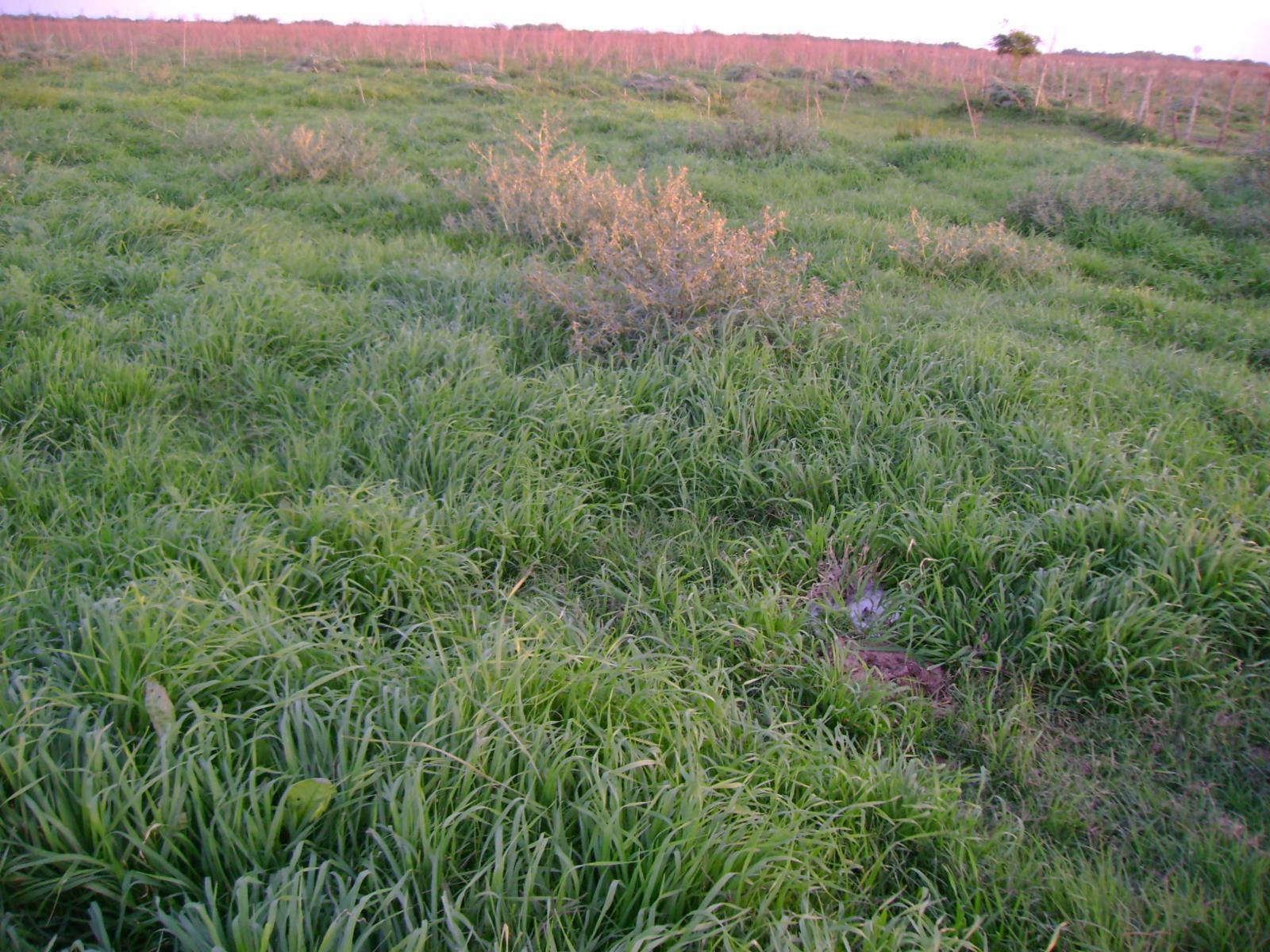 CAMPO AGRÍCOLA 183 has en Venta en Chascomús