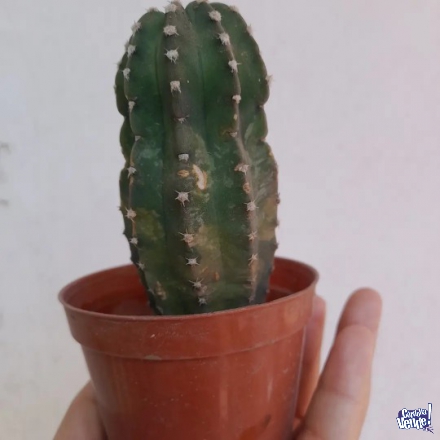 Hermosos cactus ideal para mama