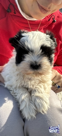 Cachorro SHIH TZU