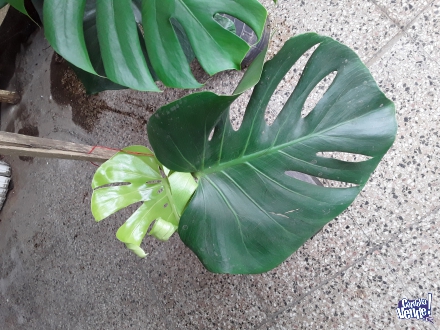 Planta Monstera Deliciosa Costilla De Adan 