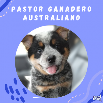 Pastor ganadero australiano Cordoba Argentina 