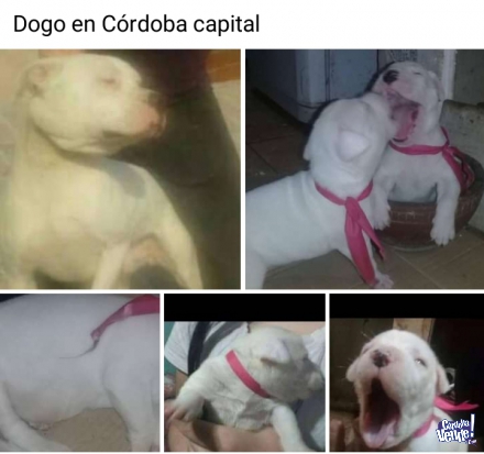 Dogo Argentina en Córdoba capital tel.3512345059