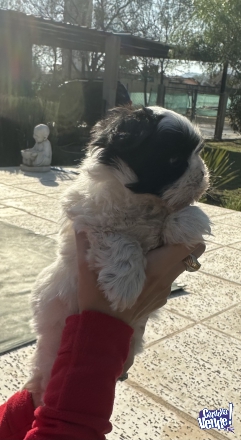 Cachorro SHIH TZU