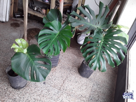 Planta Monstera Deliciosa Costilla De Adan 