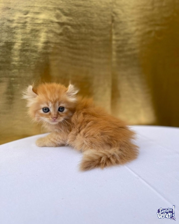Gatos gatitos persas baratos de varios colores y muy lindos!!