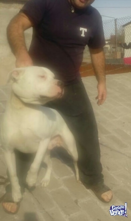 Dogo Argentino  ya podes reservar el tuyo tel.3518029114