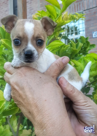 Vendo Chihuahuas Hembras en Argentina Vende