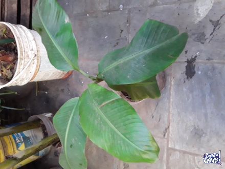 Plantas de bananeros musa 