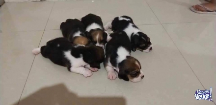 Cachorros beagle macho y hembra cordoba argentina