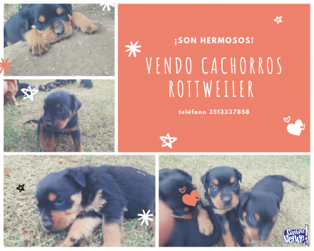 Cachorros rotwhaillers