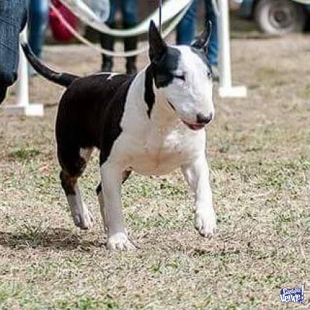 Servicio SHANTI DE ARONON (Bull Terrier)