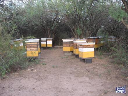 Miel pura de abejas