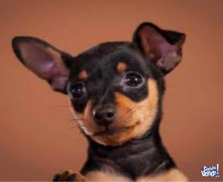 LIQUIDOOO PINSCHER MINIATURA  HEMBRITA DIVINA