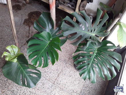 Planta Monstera Deliciosa Costilla De Adan 