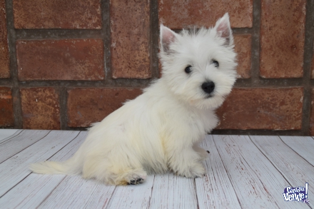 Cachorros West Highland White Terrier - Westy - Westie