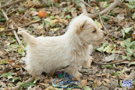 Cachorro Scottish Terrier - FCA - Macho - Los Carditos