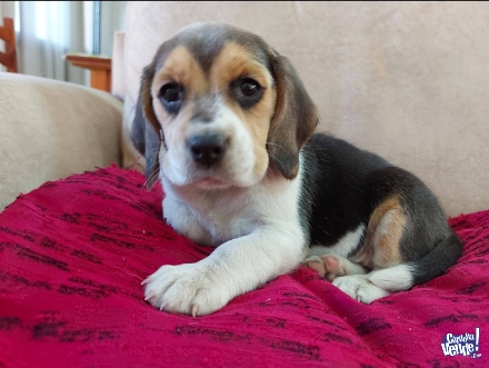 Cachorros beagle Cordoba Argentina