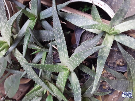 Aloe Vera Maculata Plantas