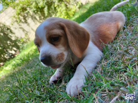 Cachorros Beagle puro pedigree 