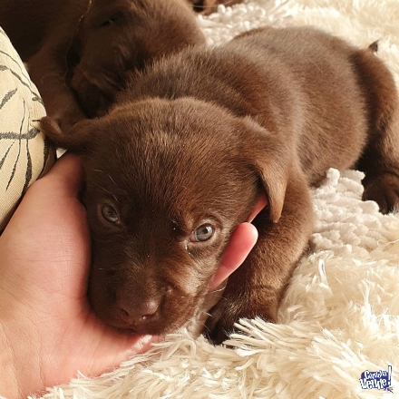 Labradores marrones chocolates hermosos 