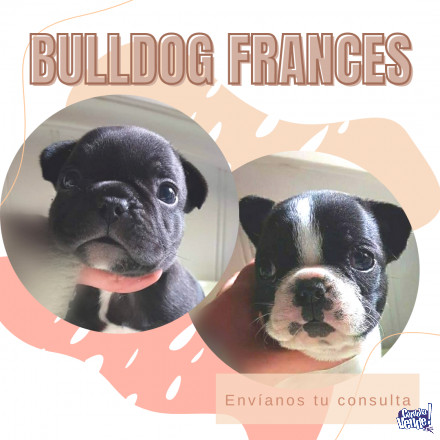 Cachorros Bulldog Frances vaquita y atigrados Cordoba Argentina