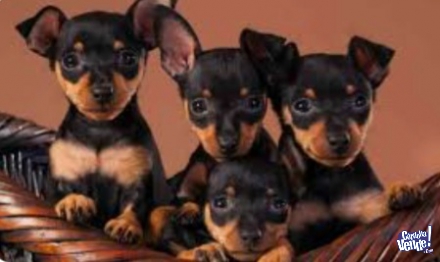 LIQUIDOOO PINSCHER MINIATURA  HEMBRITA DIVINA