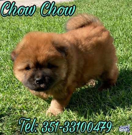 Cachorros Chow Chow  