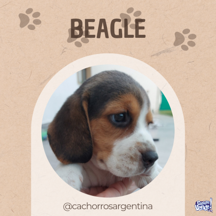 Cachorros Beagle cordoba 