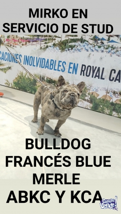 Mirko en servicio de stud bulldog francés blue merle con registro de ABKC Y KCA corto ñato bajo y co