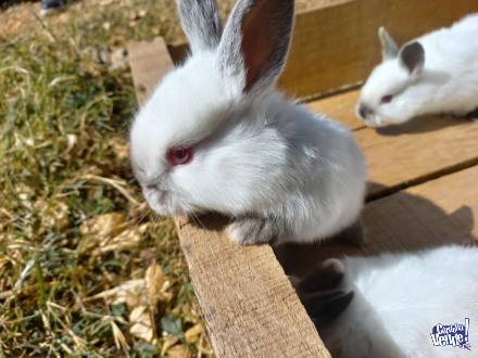conejos cruza de californianos en Argentina Vende