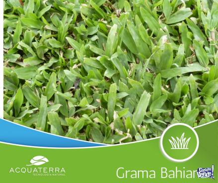 Grama bahiana - Cesped natural en alfombras