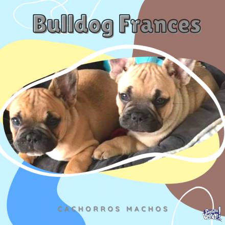 Cachorros bulldog frances cordoba argentina en Argentina Vende