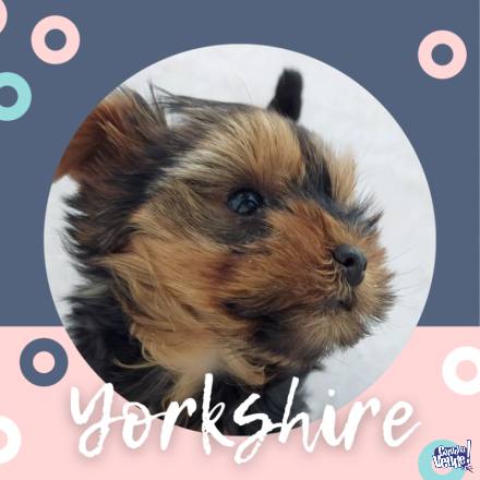 Cachorros Yorkshire Terrier yorky cordoba argentina