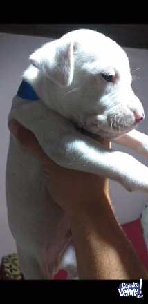 Dogo Argentino  ya podes reservar el tuyo tel.3518029114