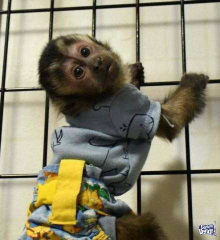 Excelentes monos capuchinos en Argentina Vende