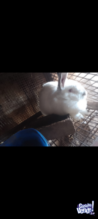 Vendo conejos californianos/Neozelandés 