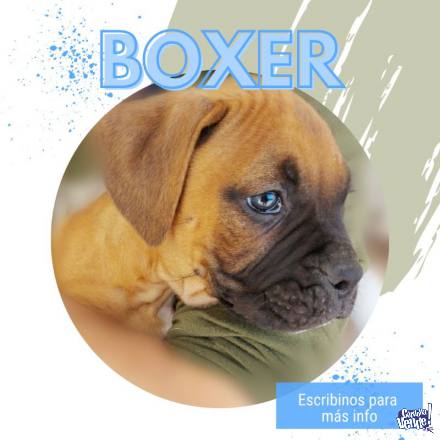 Cachorros boxer machos y hembras color bayo cordoba en Argentina Vende