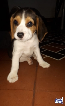 Cachorra beagle tricolor cordoba argentina hembra