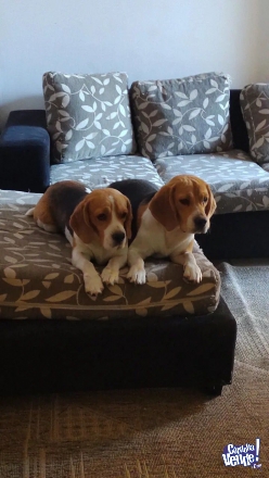 Se vende cachorro beagle puros , padres con papeles 