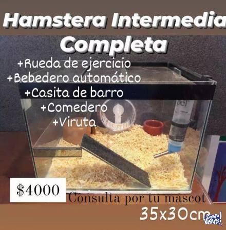 Hamsteras Completas en Argentina Vende