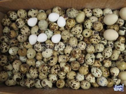 huevos de codornices fertiles! en Argentina Vende