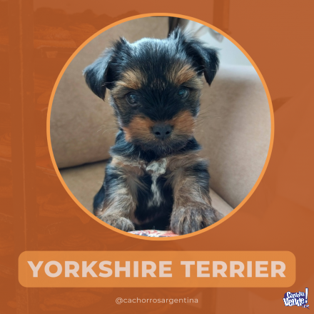 Yorkshire terrier Cordoba yorky hembra y macho 
