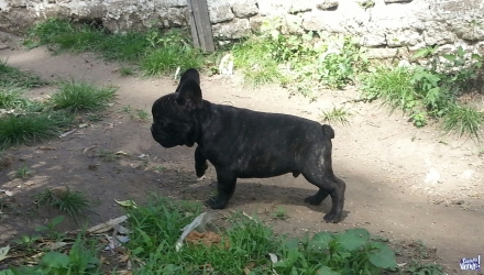 Cachorro Bulldog Francés