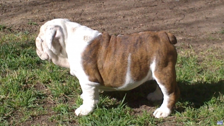 cachorros bulldog inglés