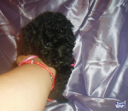 Hermosa caniche microtoy hembra negra. Fotos reales y actuales