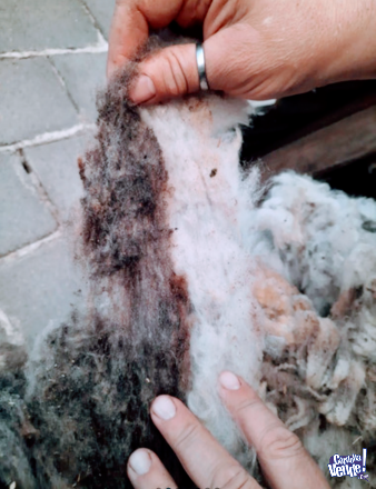 Vendo lana virgen de oveja