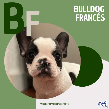 Cachorros Bulldog Frances Cordoba